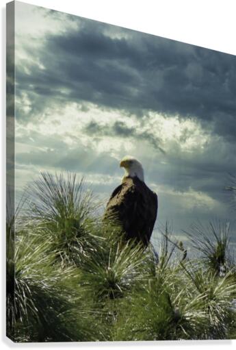Eagle Canvas Print
