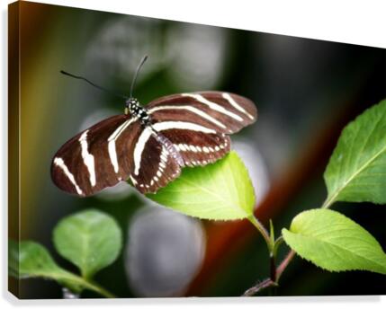 Stripped Butterfly Canvas Print