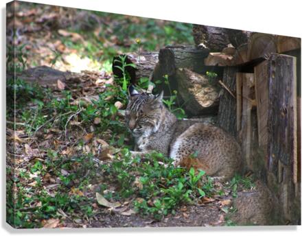 Bobcat Canvas Print
