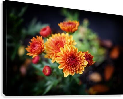 Mums Canvas Print