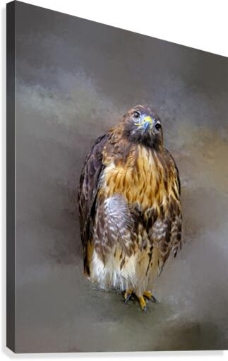 Red Shoulder Hawk Canvas Print