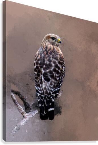  Hawk Canvas Print