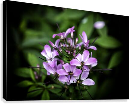 Beeplant Canvas Print