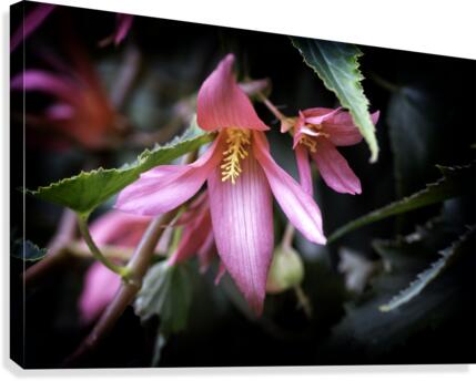 Begonia  Canvas Print