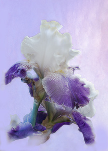 Purple Iris
