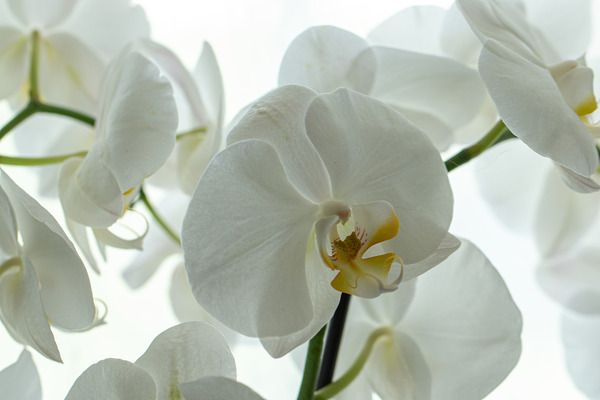 Orchid Print