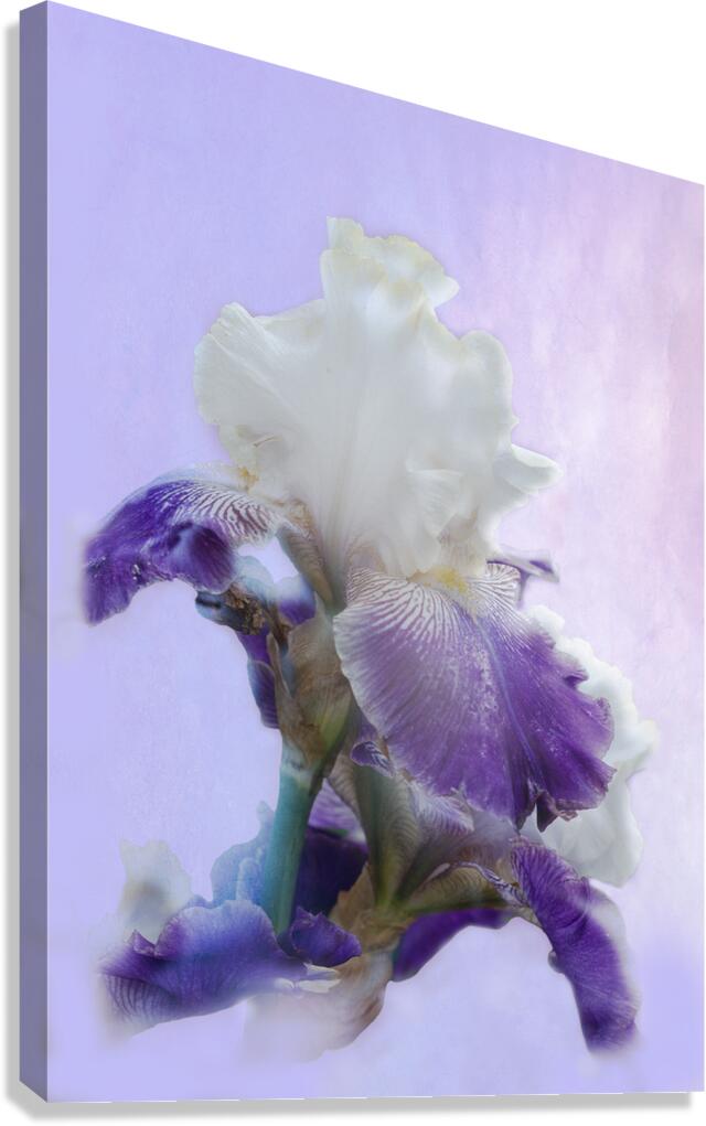 Purple Iris Canvas Print