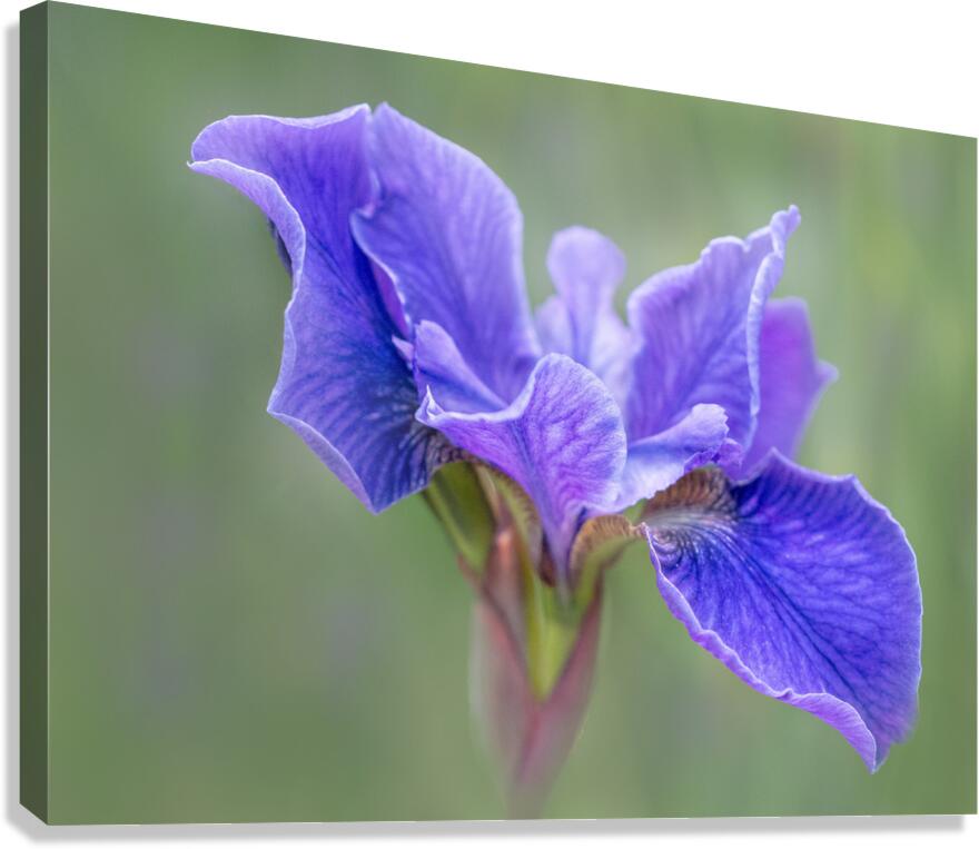 Iris Canvas Print