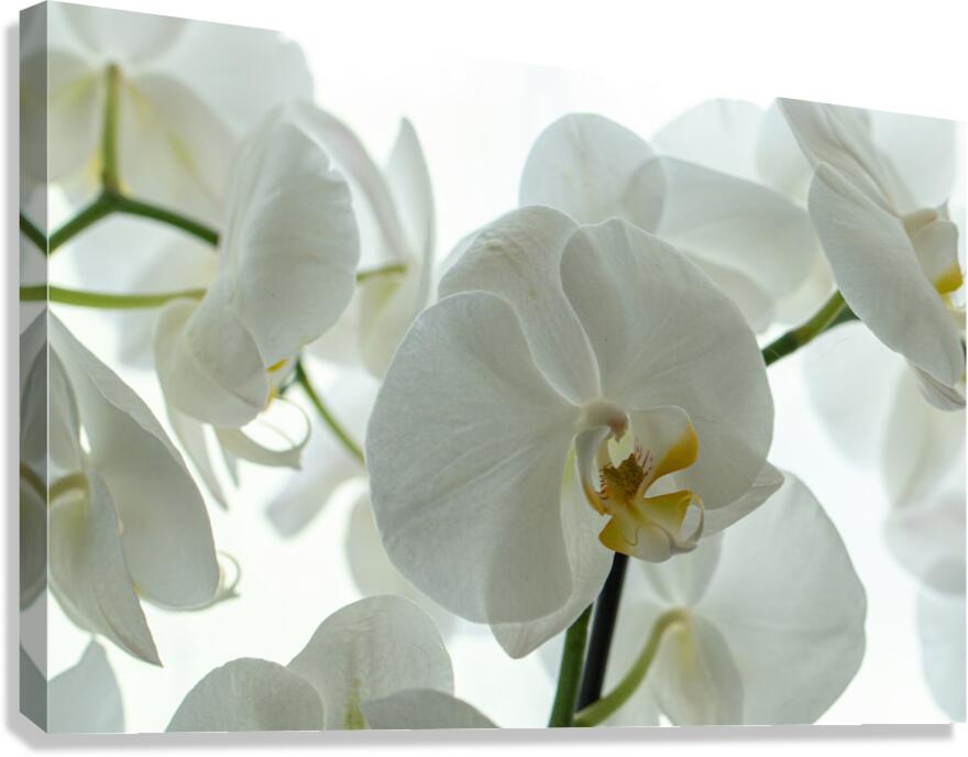 Orchid Canvas Print