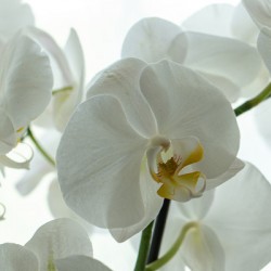 Orchid
