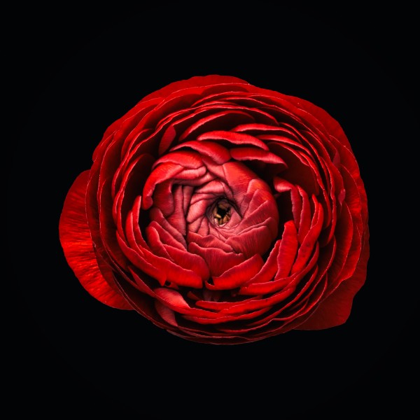 Anemone_1 Print