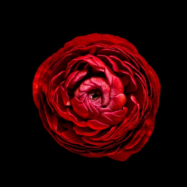 Anemone_3 Print
