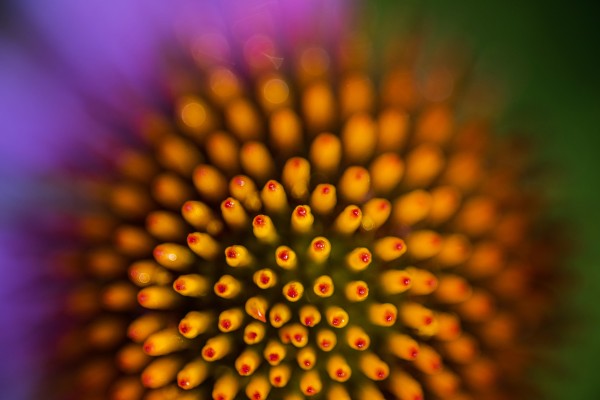 Flower Abstract Print
