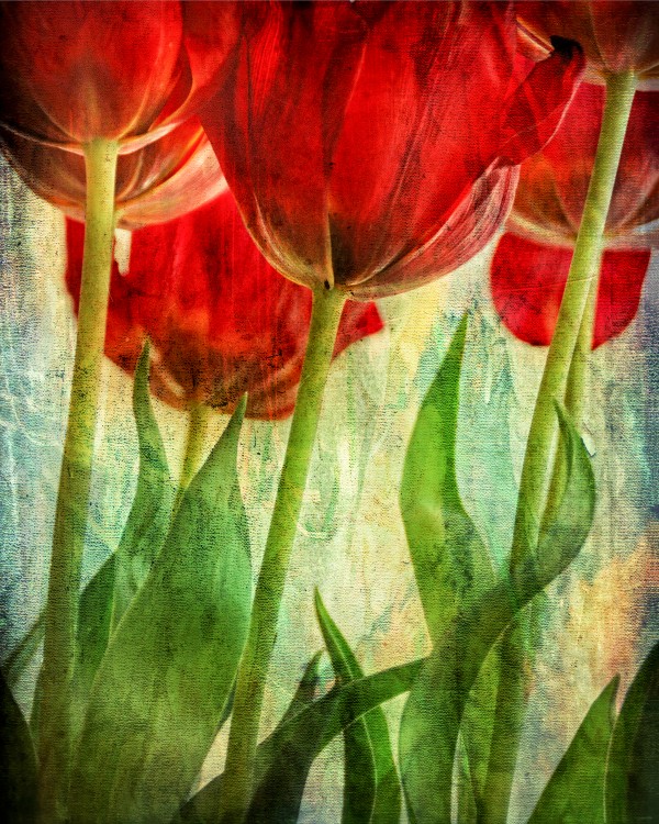 Tulips Print