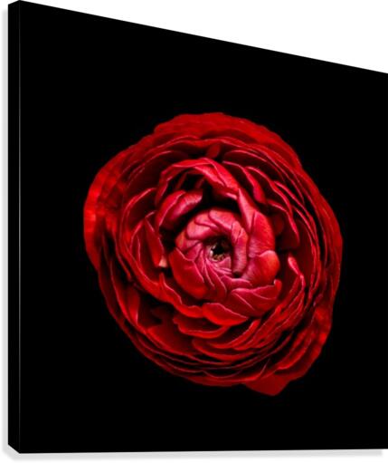 Anemone_3 Canvas Print