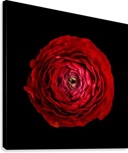 Anemone_2 Canvas Print