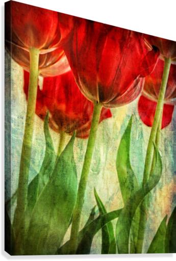 Tulips Canvas Print