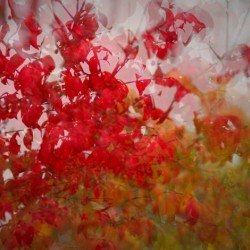 Burnning Bush