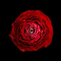 Anemone_2