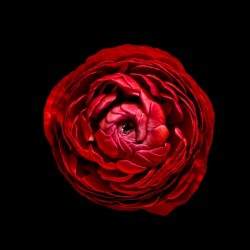 Anemone_3