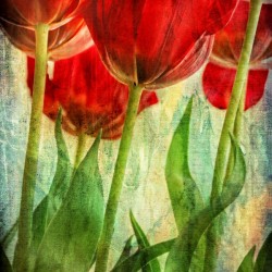 Tulips