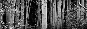 Aspens
