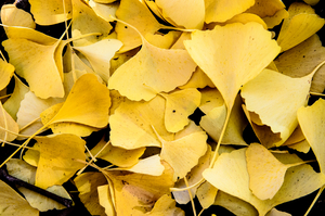 Ginkgo