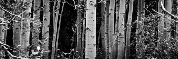 Aspens Print