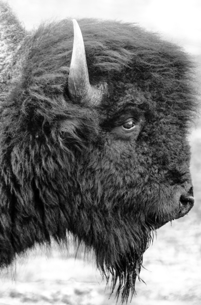 Bison Print