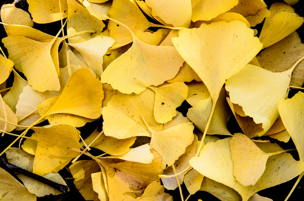 Ginkgo Print
