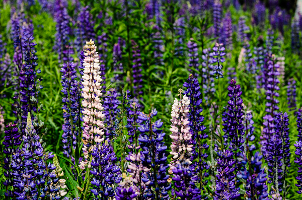 Lupine Print