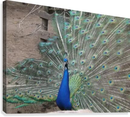 pics 127 Canvas Print