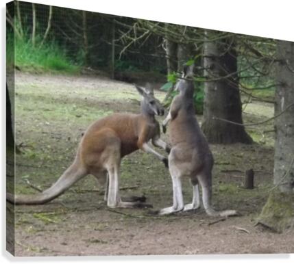 pics 175 Canvas Print