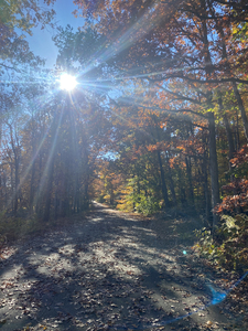 P-Forest Path