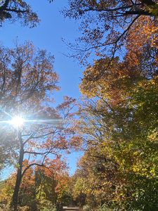 P-Colors Of Autumn