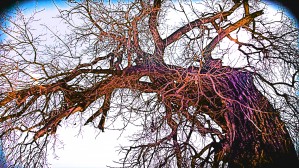 100yearOLDtree