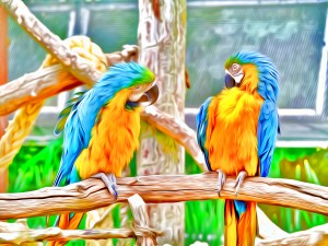 BirdsTalking