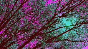 bloomingInfeb