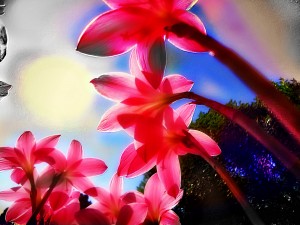 flowerSun17