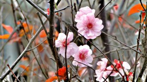 flowerTrees