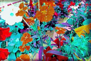 WalmartFlowers4sale