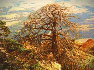 mtscotttreeone