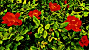 roselooking