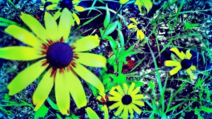stevensFlowers