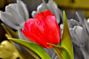 tulip4U