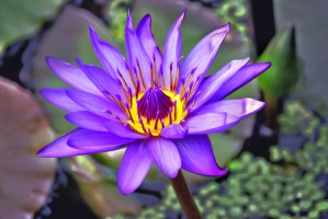 waterflower