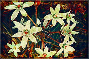WhiteDarkWallflowers