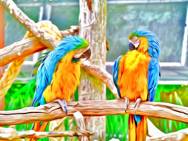 BirdsTalking Print