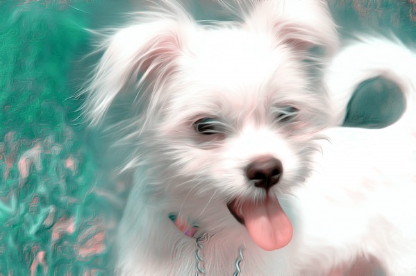 WHITEdog Print