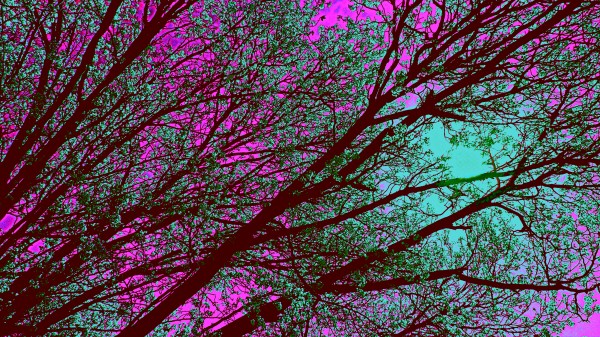 bloomingInfeb Print